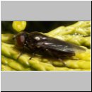 Melanogaster cf hirtella - Schwebfliege w01.jpg